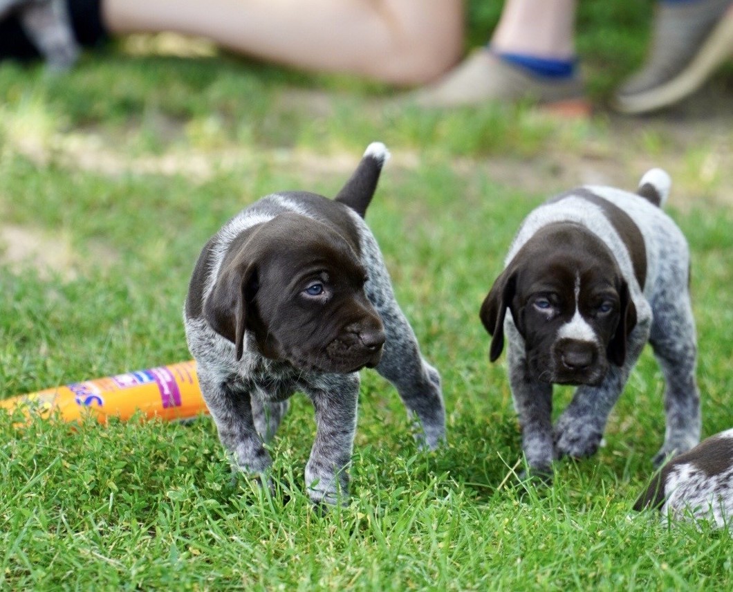2pups