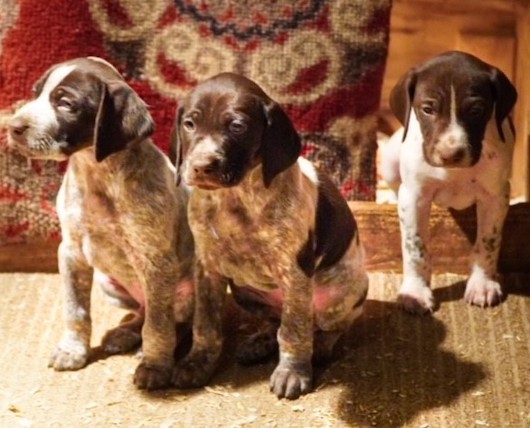 3pup